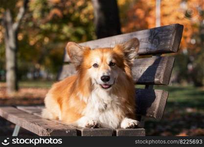beautiful corgi fluffy posing on a bench on a sunny autumn day at the outdoor. autumn 