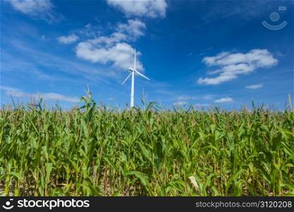Beautiful corn field with wind turbines and a blue sky