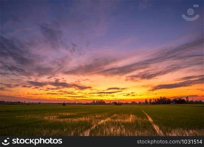 Beautiful cornfield in Beautiful fluffy clouds with evening sunset background.