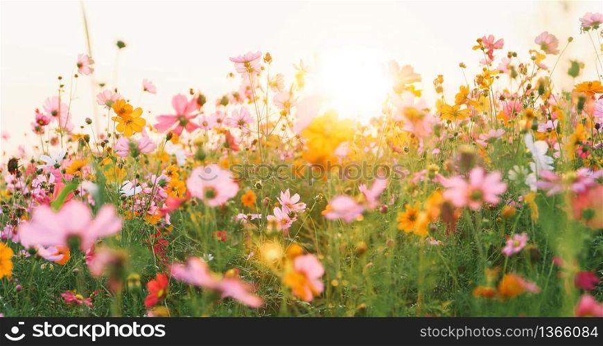 beautiful cosmos flower field
