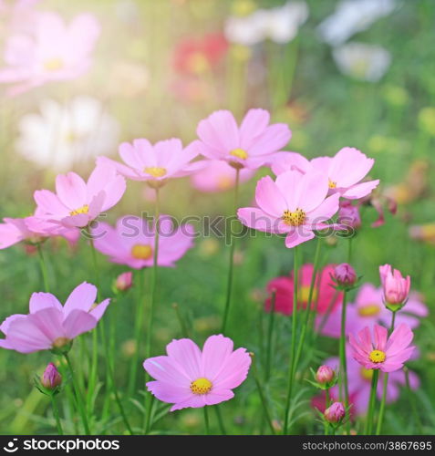 beautiful cosmos flower in the garden with sunlight