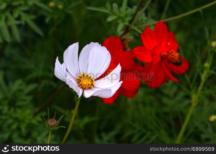 Beautiful cosmos flower on summer background