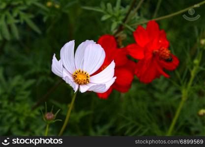 Beautiful cosmos flower on summer background