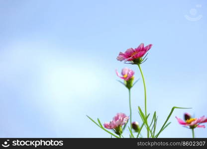 beautiful cosmos flower with beautiful sky background