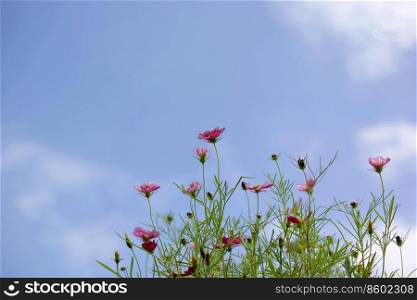 beautiful cosmos flower with beautiful sky background