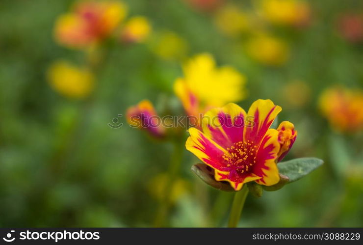 Beautiful cosmos flowers blooming in garden