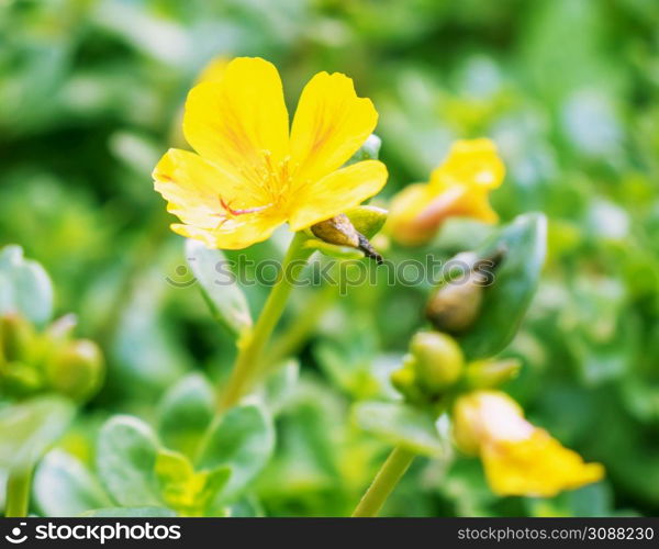 Beautiful cosmos flowers blooming in garden