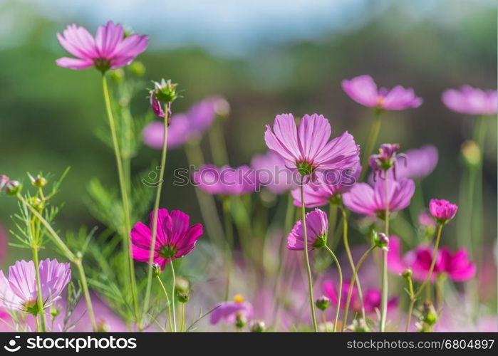 Beautiful cosmos flowers in blooming