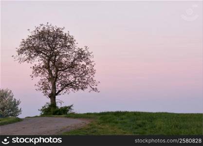 Beautiful countryside landscape with lonely tree