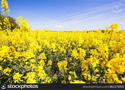 Beautiful countryside landscape. yellow field with blue sky