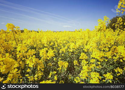 Beautiful countryside landscape. yellow field with blue sky