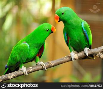 Beautiful couple of green eclectus parrots
