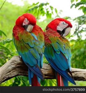 Beautiful couple of Greenwinged Macaw aviary, sitting on the log