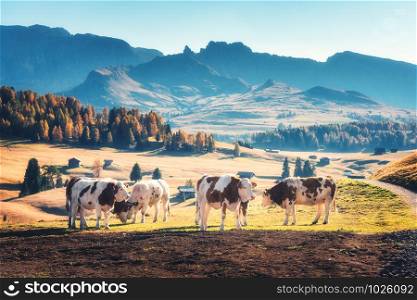 Beautiful cows and calves on the meadow with green grass at sunset in autumn in Alps. Landscape with herd of cows in mountain valley, colorful trees on the hills in fall in Italy. Animals and nature. Beautiful cows and calves on the meadow with green grass