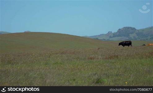 Beautiful cows walking in meadow