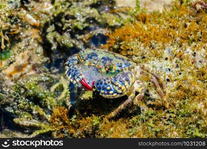 Beautiful crab from the Brazilian coast