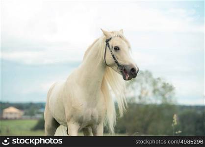 beautiful cream pony stallion in meadow