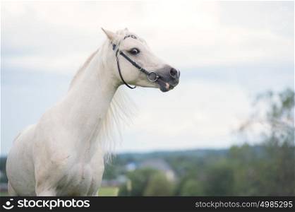 beautiful cream pony stallion with long mane. cloudy day