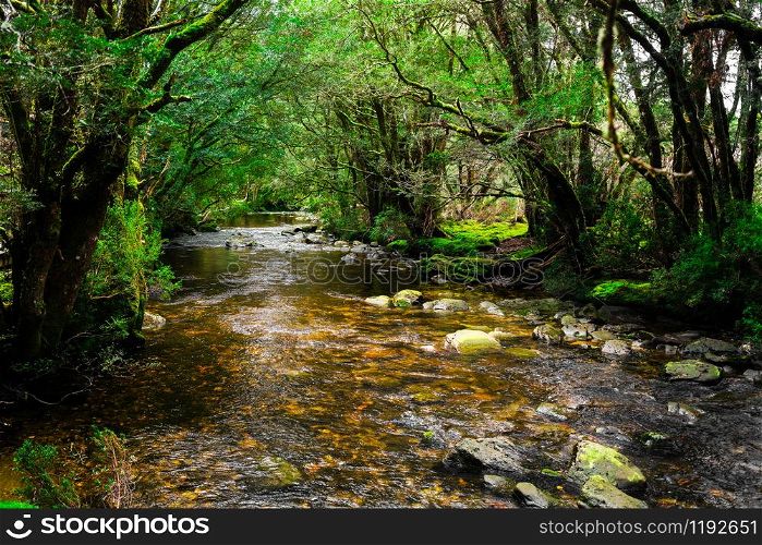 Beautiful creek river through rainforest jungle in Cradle Mountain National Park, Tasmania, Australia.