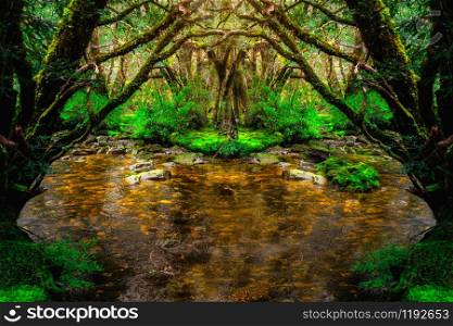 Beautiful creek river through rainforest jungle in Cradle Mountain National Park, Tasmania, Australia.