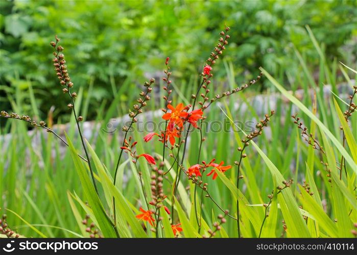 Beautiful Crocosmia flowers in nature background