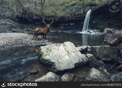 Beautiful cross processed waterfall landscape image of red deer stag in stream beneath waterfall