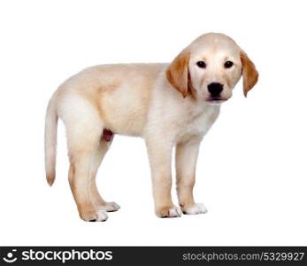 Beautiful cub Golden Retriever isolated on white background