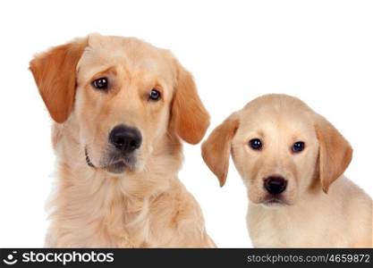 Beautiful cub Golden Retriever with his father isolated on white background