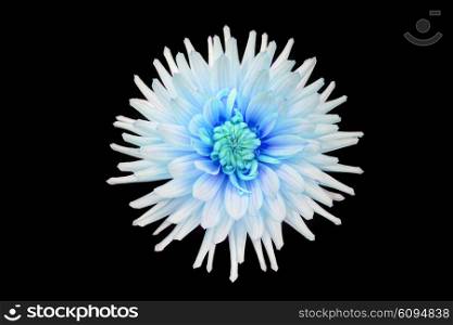 beautiful cyan dahlia flower isolated on black background with rain drops in garden