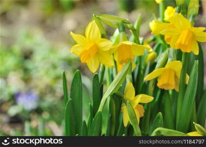 beautiful daffodils in a garden