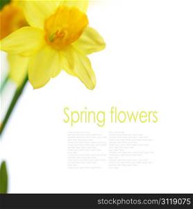 Beautiful daffodils on white background (with easy removable text)