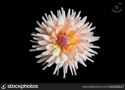 beautiful dahlia flower isolated on black background with rain drops in garden