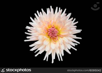 beautiful dahlia flower isolated on black background with rain drops in garden