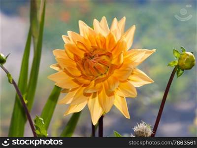 Beautiful dahlia in the garden of pink color with the Solar light