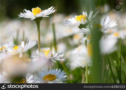Beautiful daisies. Floral background. Shallow focus.