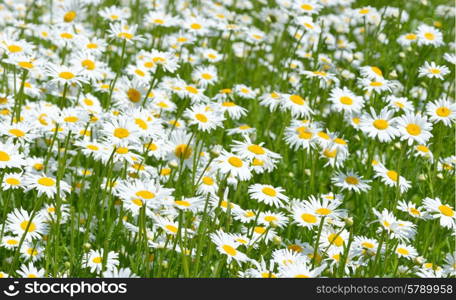 Beautiful Daisies in the field. Summer flowers