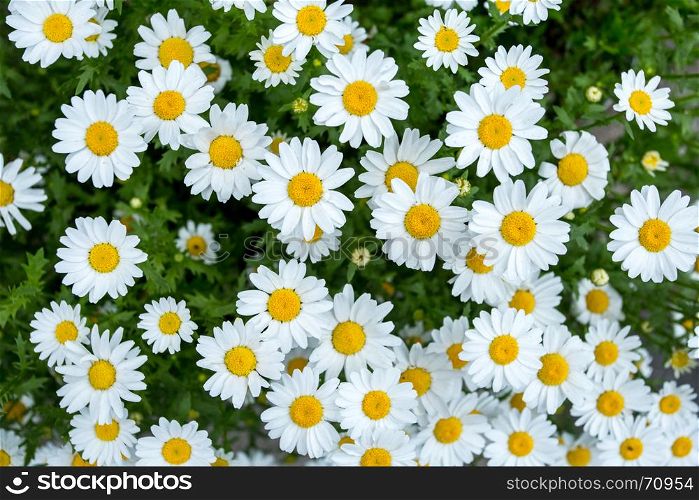beautiful daisies in the garden