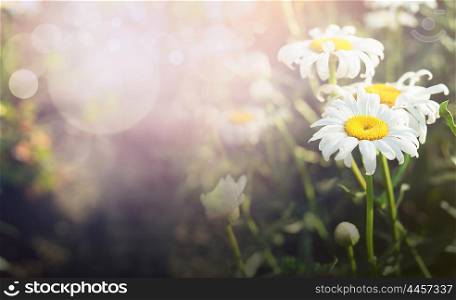 beautiful daisies on blurred garden or park nature background