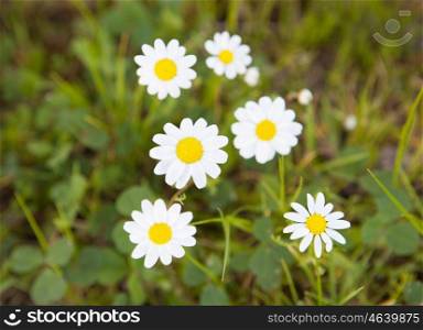 Beautiful daisies on green grass. Spring came