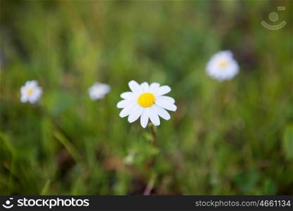 Beautiful daisies white and yellow on a green field&#xA;