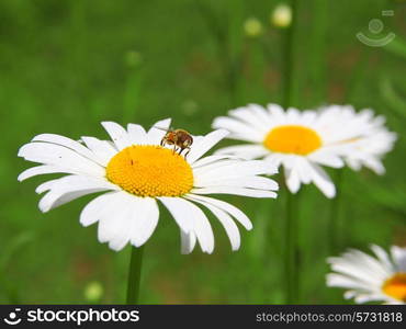 Beautiful Daisy and Bee field in spring time