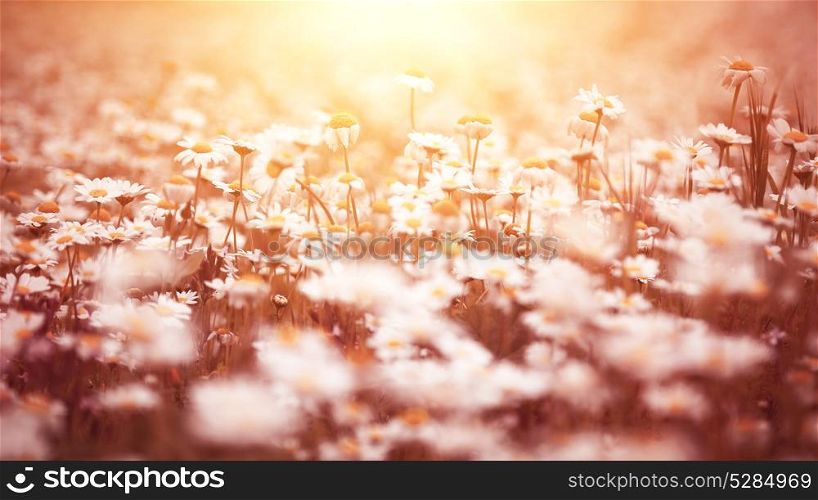 Beautiful daisy flower field in mild yellow sunset light, spring floral background, vintage style photo, beauty of nature
