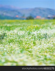 Beautiful daisy flowers field on mountains landscape background, camomile meadow in evening, selective focus, summer nature