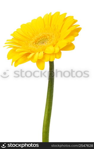 Beautiful daisy gerbera flower isolated on white background