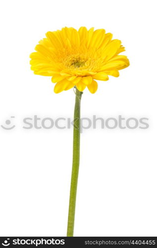 Beautiful daisy gerbera flower isolated on white background