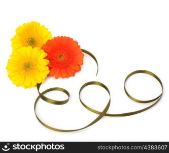 Beautiful daisy gerbera flowers isolated on white background