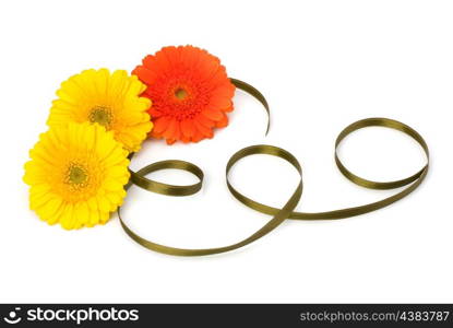 Beautiful daisy gerbera flowers isolated on white background