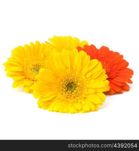 Beautiful daisy gerbera flowers isolated on white background