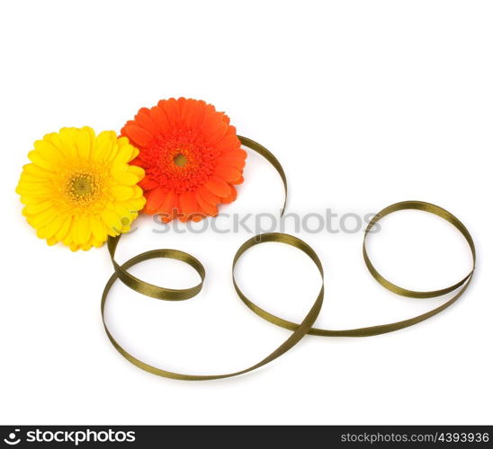 Beautiful daisy gerbera flowers isolated on white background