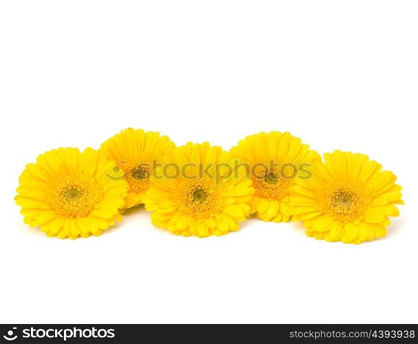 Beautiful daisy gerbera flowers isolated on white background